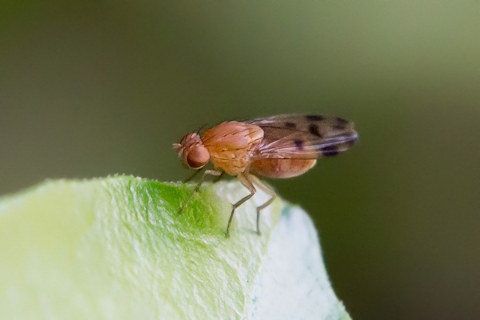 Lauxaniid Fly (Homoneura sp) (Homoneura sp)